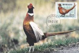 PHEASANT,FAISANS,1997,CM,MAXI CARD,CARTES MAXIMUM - Gallinacées & Faisans