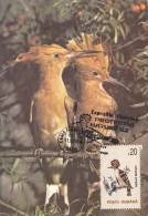 BIRD,HOOPOE,,CM,CARTE MAXIM,MAXIM CARD,1995,ROMANIA - Spechten En Klimvogels