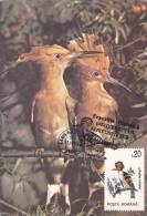 BIRD,HOOPOE,,CM,CARTE MAXIM,MAXIM CARD,1995,ROMANIA - Specht- & Bartvögel