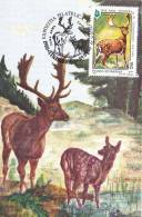 ROE DEER, 2X,CM,CARTE MAXIM,MAXIM CARD,SUCEAVA,1996,ROMANIA - Gibier