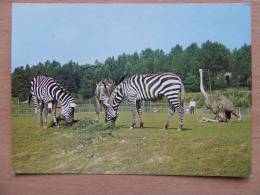 Zebras Poland Card/ Zoo Park Katowice  1981 Year - Zebras