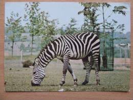 Zebras Poland Card/ Zoo Park Katowice  1975 Year / 2 Scan - Zebre