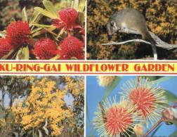 (300) Australia - NSW - Ku Ring Gai Wildflower And Possum - Andere & Zonder Classificatie