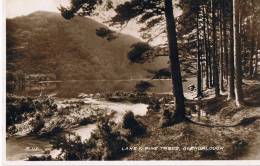 Glendalough  Lake And Pine Trees - Wicklow