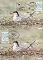 SWALLOW/HIRONDELLES,CM,CARTES-MAXIMUM,MAXI-CARDRESERVATION PERISOR-ZATOANE,1991,ROMANIA - Swallows