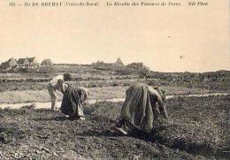 Ile De Bréhat     22     Récolte De Pommes De Terre  (voir Scan) - Ile De Bréhat