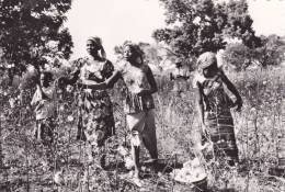 FORT-LAMY ( République Tchad ) La Récolte Du Coton - Chad