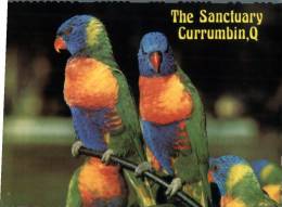 (300) Australia - QLD - Currumbin Raimbow Lorikeets Parrots - Otros & Sin Clasificación