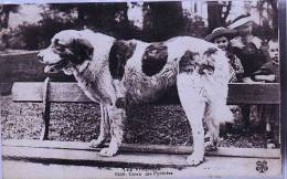Delcampe - CHIEN DES PYRENNEES - Biarritz