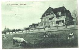 Bettingen - St.Chrischona Waldheim Mit Kühen            1920 - Autres & Non Classés