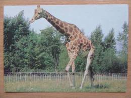 Giraffe/ / Polish Postcard - Rhinoceros