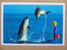 Dolphins  / / Croatia  Postcard - Dauphins