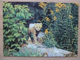 Cheetah /   Russian  Postcard - Leones