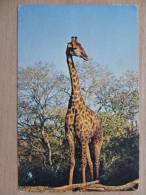 Giraffe / South Africa /Kruger National Park - Giraffes