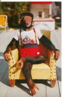 Chimpanzee Show Of The Monkey Jungle - MIAMI - Singe - Miami