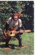 Rockin' And Rollin' - Chimpanzee Show Of The Monkey Jungle - MIAMI - Singe - Miami