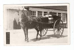 Carte Photo : Homme Sur Un Attelage Tiré Par Un Cheval ( M. Ayling ) - Altri & Non Classificati