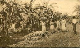 N°24797 -cpa Reaping Bananas In Trinidad - Trinidad