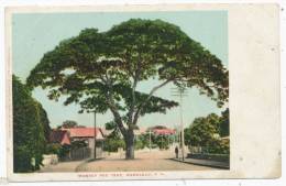 Monkey Pod Tree, Honolulu - Honolulu