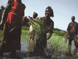 CARTE POSTALE AFRIQUE GUINEE 2011, DACOLMA, PLAINE DE KAPATCHEZ - Guinea