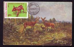 DEER,1980,CM,MAXI CARD,CARTES MAXIMUM,OLD POSTCARD,ROMANIA - Wild