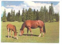 CPSM CHEVAUX Franches Montagnes Au Pâturage Du JURA - Other & Unclassified