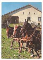 CPSM CHEVAUX Franches Montagnes Au Pâturage Du JURA - Autres & Non Classés