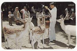 USA, COLOMA MICHIGAN MI, PAW PAW LAKE, FOREST DEER FEEDING AREA SCENE, C1960s Vintage Unused Postcard ~ ANIMALS [c2872] - Sonstige & Ohne Zuordnung