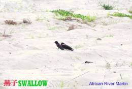 SA25-075  @  Swallow Hirondelles Zwaluwen Schwalben Golondrinas Bird  , ( Postal Stationery , Articles Postaux ) - Swallows