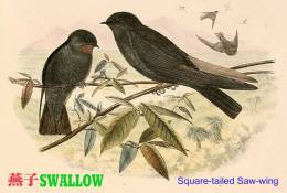 SA25-077  @  Swallow Hirondelles Zwaluwen Schwalben Golondrinas Bird , ( Postal Stationery , Articles Postaux ) - Swallows