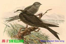 SA25-079  @  Swallow Hirondelles Zwaluwen Schwalben Golondrinas Bird , ( Postal Stationery , Articles Postaux ) - Zwaluwen