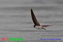 SA25-086  @  Swallow Hirondelles Zwaluwen Schwalben Golondrinas Bird , ( Postal Stationery , Articles Postaux ) - Swallows