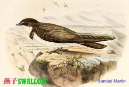 SA25-088  @  Swallow Hirondelles Zwaluwen Schwalben Golondrinas Bird , ( Postal Stationery , Articles Postaux ) - Hirondelles