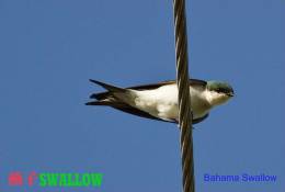 SA25-092  @  Swallow Hirondelles Zwaluwen Schwalben Golondrinas Bird , ( Postal Stationery , Articles Postaux ) - Swallows