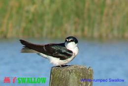 SA25-096  @  Swallow Hirondelles Zwaluwen Schwalben Golondrinas Bird , ( Postal Stationery , Articles Postaux ) - Hirondelles
