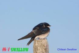 SA25-097  @  Swallow Hirondelles Zwaluwen Schwalben Golondrinas Bird , ( Postal Stationery , Articles Postaux ) - Golondrinas