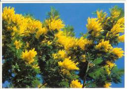 Côte D'azur - Le Mimosa - Espèce Dite "Le Gaulois" - Arbres