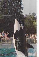 Killer Whale "Skana" Show , Vancouver , B.C. , Canada , 40-60s #3 - Ohne Zuordnung