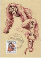 Lote TM2, DDR, 1986, Tarjeta Maxima, Maximun Card, Zoo, Mono, Monkey, 4 V - Chimpansees