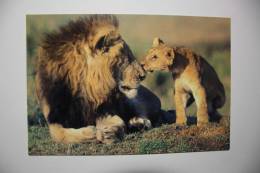 LION  AND HIS CUB - Modern PC (china) - Lions