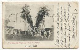 Avenida De Palmas   (Cuba) : Palm Avenue En 1902 (animée). - Sonstige & Ohne Zuordnung