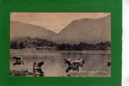 IRLANDE - KILLARNEY - On The Middle Lake /  KILLARNEY -cpa  Année 1924 Animaux (vaches) Dans Le Lac - Kerry