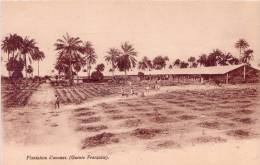 Guinée Française: Plantation D'ananas - Frans Guinee