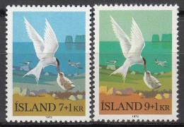 Bird (Oiseau), Iceland ScB23-4 Arctic Tern - Seagulls