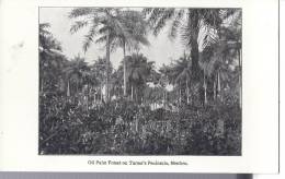 Cp Afrique : SHERBRO Oil Palm Forest On Turner's Peninsula  ( Forêt  ) - Sierra Leona