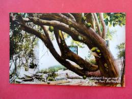 Bermuda  Ca 1910-- Not Postally Mailed--- Calabash Tree On The Road To The Peak   Bermuda  ==ref 708 - Bermuda