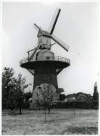 GISTEL (West-Vlaanderen) - Molen/moulin - De Merelaan Kort Na De Opbouw. Echte Foto 18x24 Cm. (ca. 1935). - Lieux