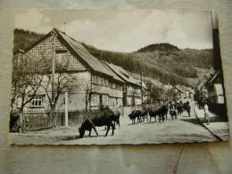 Lerbach Harz Kat. Osterode Am Harz - Cows Vaches      D81279 - Osterode