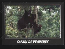 OURS Brun Et Oursons  Safari De Peaugres Ardèche 07 Bear Bär - Ours