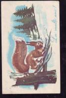 Squirrel,Sciurus Vulgaris,1966 VERY RARE POSTCARD,STATIONERY ENTIER POSTAL ROMANIA. - Roedores